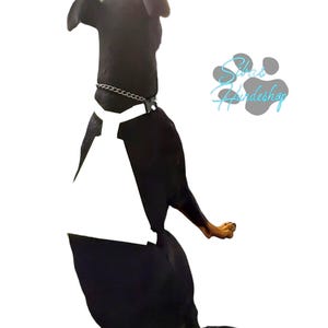 May include: A black dog wearing a white harness and a silver chain collar. The dog is facing away from the camera, with the text "Silas Hundeshop" in light blue.
