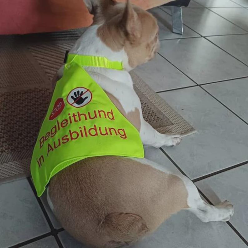 May include: A French Bulldog wearing a bright yellow vest with the words "Begleithund in Ausbildung" in red. The vest also features a red stop sign and a hand symbol. The dog is white and tan, sitting on a patterned rug.