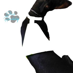 May include: A black Doberman Pinscher dog with a silver chain collar. The dog is set against a white background. The dog's head is turned to the side, and the body is partially visible. The image includes the text "Silas Hundeshop".