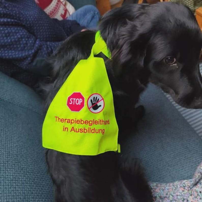 May include: A black dog wearing a bright yellow vest. The vest has a red stop sign and a hand symbol with the text "Therapiebegleithund in Ausbildung". The dog is sitting on a blue surface.