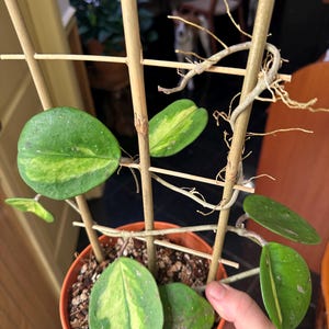 Hoya