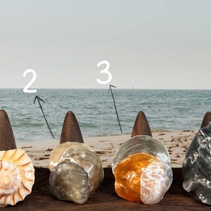 Könnte beinhalten: Vier dekorative Flaschenverschlüsse mit Holzaufsätzen und einzigartigen Muscheldesigns. Die Muscheln variieren in Farbe und Textur, von einem Spiralmuster bis zu einem marmorierten Aussehen. Die Verschlüsse sind auf einer Holzoberfläche mit Strand- und Ozeanhintergrund angeordnet.