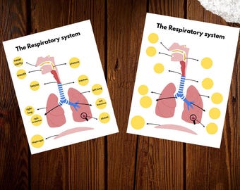 Diagram över andningssystemet Människokroppsinlärning Människoanatomi Förskola Hemundervisning Utbildning Pintables