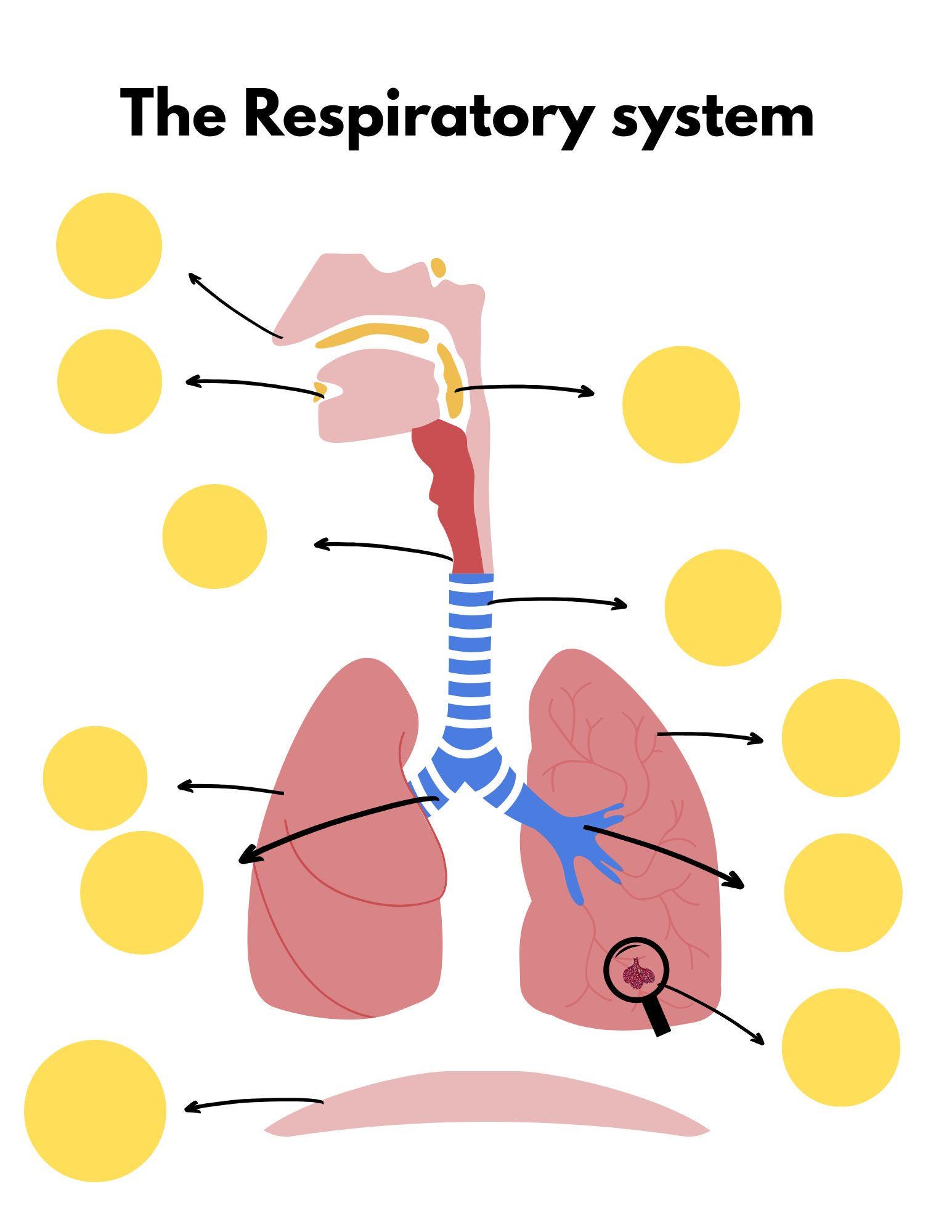 Respi System Respiratory System Diagram Human Body Learning Human Anatomy Preschool ...