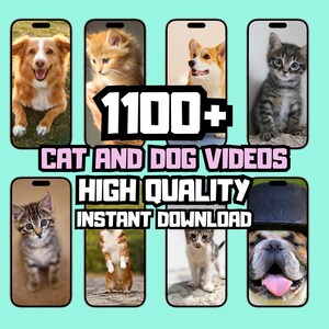 Vídeos engraçados de gatos e cachorros, momentos fofos de fracasso de gatinhos e filhotes, memes virais de animais, ASMR, vídeos de animais de estimação, vídeos curtos do YouTube, clipes do TikTok, pacote de vídeos curtos do TikTok
