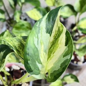 Puede incluir: Primer plano de una planta de potos variegada. Las hojas muestran una mezcla de patrones verdes y blanco crema. La planta está en una maceta de plástico transparente, con otras plantas visibles en el fondo.