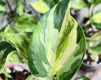 Manjula pothos seltene bunte Starterpflanze mit Wurzeln