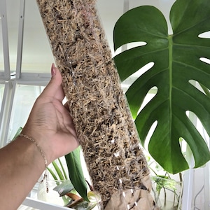24 Zoll D-förmiger Moosstab für Kletterpflanzen | Vorbefüllt mit Sphagnum Moos | Stützstange aus Kunststoff für Aroids Monstera Philodendron