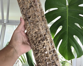 goeldii philodendron 4in-10in Philodendron Goeldii  Paraso Plant Studio