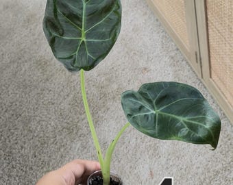 HS　アンスリウム　ナイトクイーン x フォートシャーマン Anthurium fort sherman - Etsy 日本