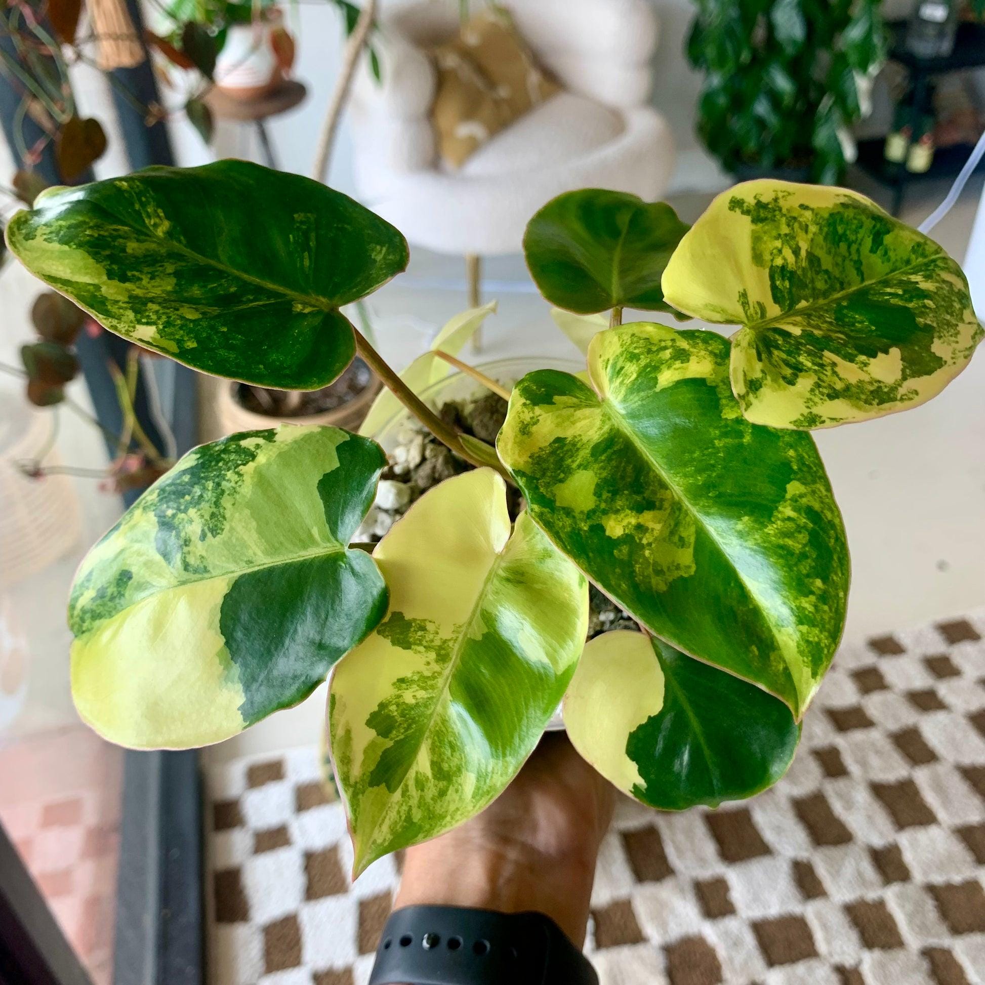 Variegated burle marx philodendron - Etsy 日本