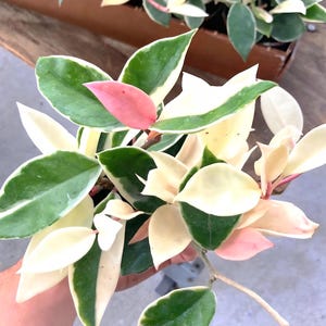 Hoya Carnosa Krimson Queen Starterpflanze