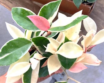 Pianta iniziale di Hoya Carnosa Krimson Queen