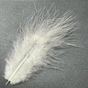 x 1 White Hen Feather Voodoo Santeria 5 cm approx.