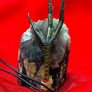 Claw of Power - black magic - voodoo - ritualized amulet 10 cm approx.