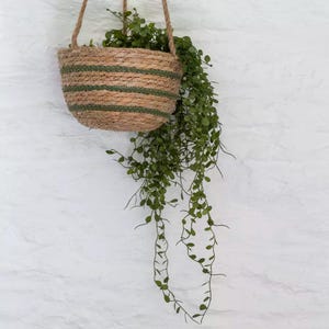 May include: A hanging woven basket with green stripes, filled with green leafy plants. The basket is suspended by a natural rope and hangs against a white textured wall. Trailing plant adds a touch of nature.
