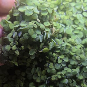 May include: A dense cluster of Salvinia minima floating aquatic plants with small, rounded, vibrant green leaves. Each leaf features a distinct, textured, and slightly fuzzy surface pattern, creating a lush, carpet-like appearance on the water.