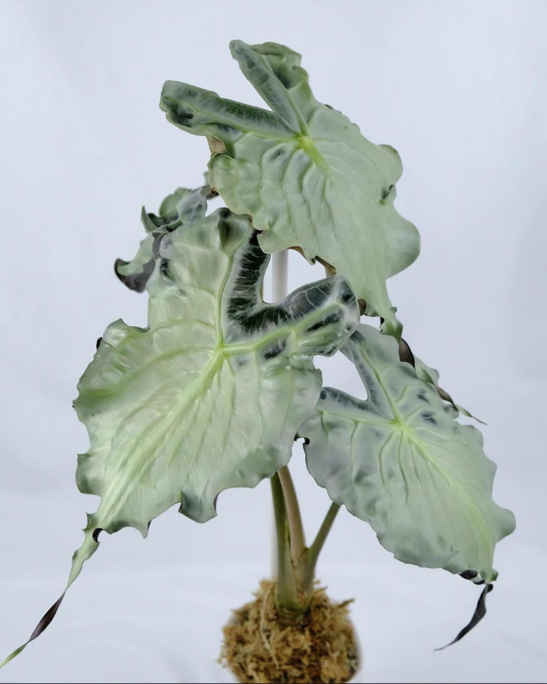 Alocasia nobilis pink variegated - Etsy 日本