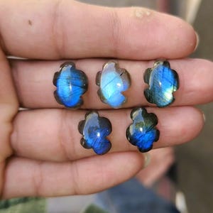 Op de afbeelding: Zes iriserende blauwe labradoriet edelstenen, elk met een unieke bloemvorm, worden getoond. De stenen hebben een donkerblauwe basis met flitsen van helderblauw en groen. De edelstenen worden in een hand gehouden.