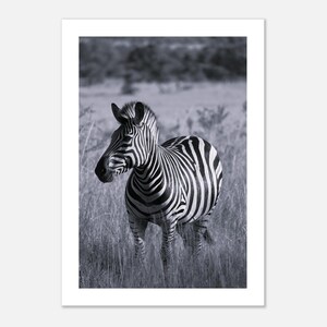 Stampa fotografica di zebra