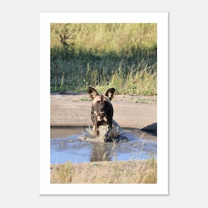 Stampa fotografica di cane selvatico africano