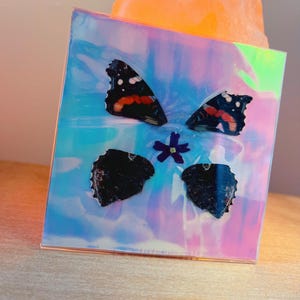 Real Butterfly Magnent, Red Admiral, Handmade Art