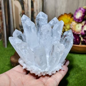 May include: A cluster of clear quartz crystals, showcasing multiple pointed formations. The crystals are translucent, with a natural, raw appearance. The quartz is held in a hand, with a green and wooden background.