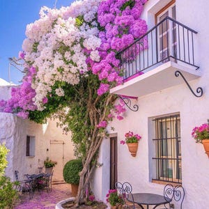 10 SEEDS Bougainvillea, paper flower,climbing