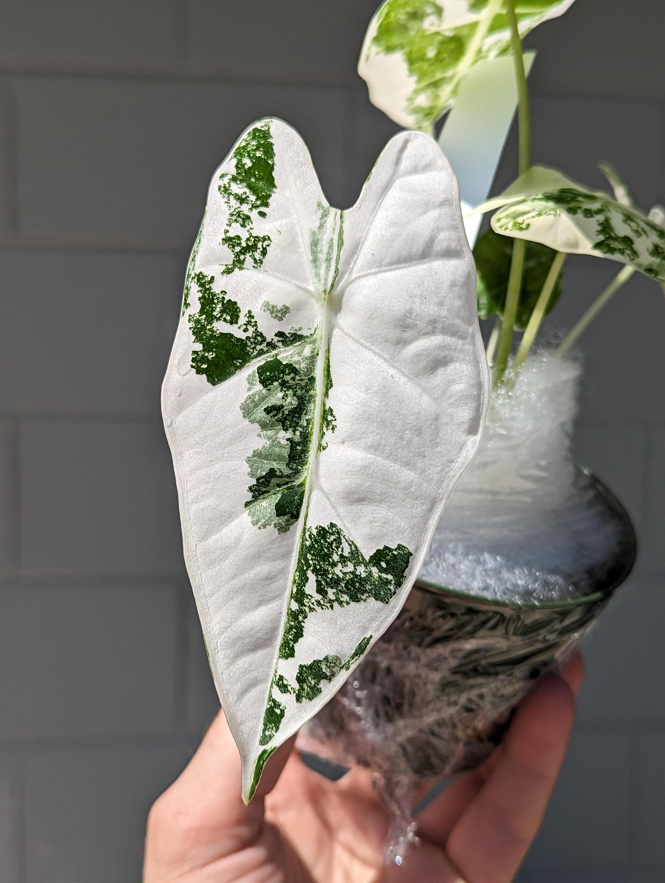 アロカシア色々medic Amazon｜ITANSE クワズイモ 観葉植物 中型 7号