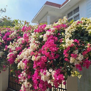 10 SEMI di Bougainvillea, fiore di carta