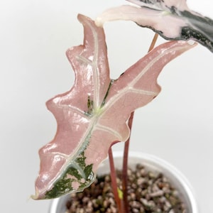 Alocasia nobilis pink variegated - Etsy 日本