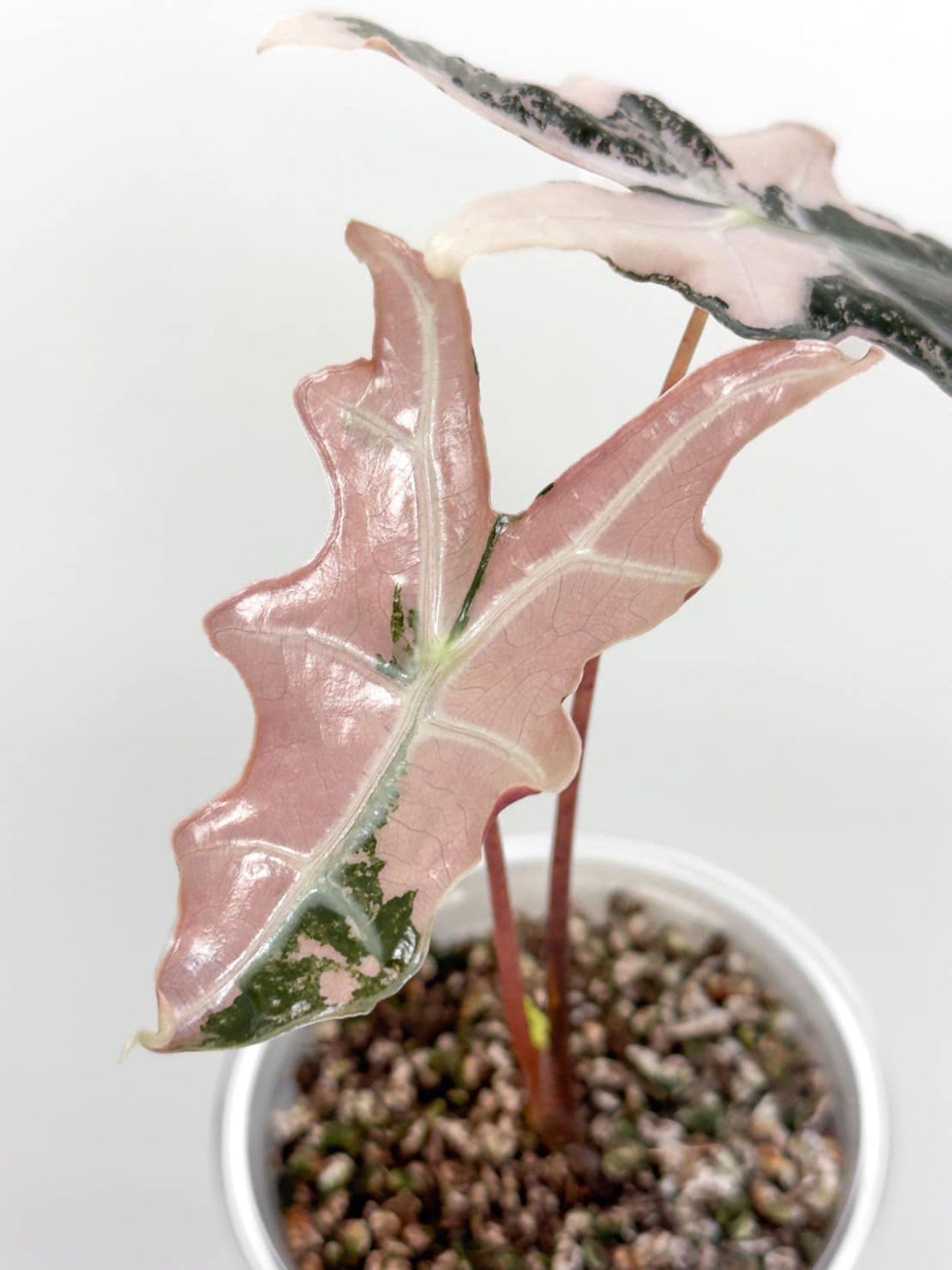 脇芽アリ】アロカシア ワトソニアナ ピンク斑入り Alocasia