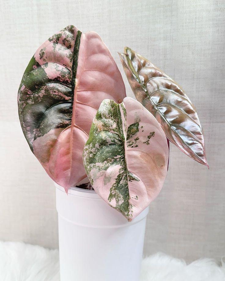 アロカシア ワトソニアナ ピンク Alocasia black velvet pink variegated - Etsy 日本
