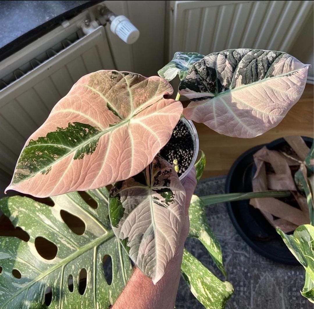 アロカシア ワトソニアナ ピンク Alocasia black velvet pink variegated - Etsy 日本