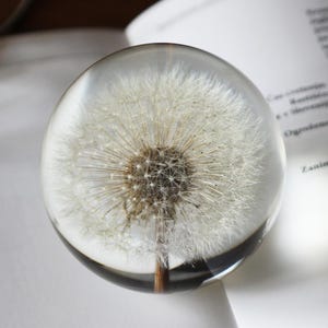 Real Dandelion Paperweight in Clear Acrylic Sphere, Nature-Inspired Decor, Unique Gift for Her, Office Desk Ornament