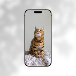 Cat wallpaper set of 5 wallpapers for phone Cell phone wallpaper Gift for cat lovers Cute kitten wallpaper for mobile phone