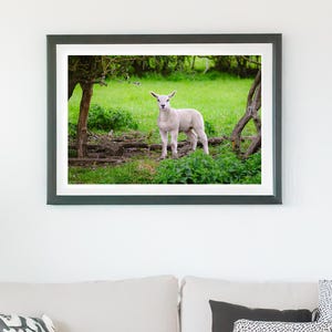 Spring Lamb – Pasture Keeper Giclée Print | A2 Landscape Photography | Fine Art Wall Decor (Unframed)