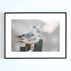 Gabbiani in inverno – The Quiet Line / Stampa Giclée / Fotografia naturalistica / Decorazione murale artistica (senza cornice)