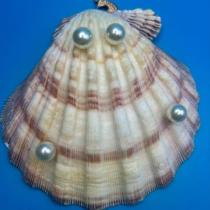 May include: A fan-shaped scallop shell featuring a natural cream and brown ribbed texture, adorned with four smooth, lustrous white spherical pearls attached to the surface and a small gold-toned metal seahorse charm at the top edge.