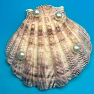 May include: A fan-shaped scallop shell with a textured, ribbed surface featuring shades of cream, tan, and dark brown. Three smooth, round, white pearls are attached to the front of the shell, positioned near the top and the lower right side.