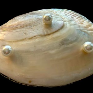 Peut inclure: Un grand coquillage iris&eacute; avec trois perles blanches dispos&eacute;es sur sa surface. La coquille pr&eacute;sente un aspect naturel et textur&eacute; avec des nuances de cr&egrave;me et de brun. Les perles sont espac&eacute;es.