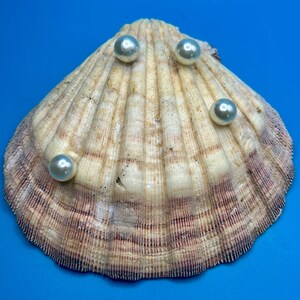 May include: A natural, fan-shaped seashell with a textured, ribbed surface in shades of cream, tan, and brown, featuring four smooth, round, iridescent white pearls resting on its exterior ridges against a solid blue background.