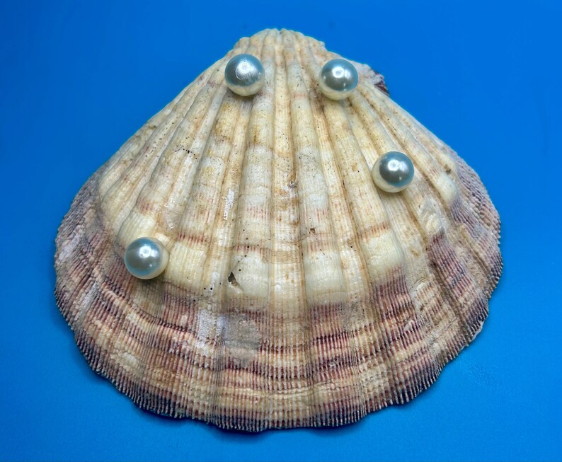 May include: A natural, fan-shaped seashell with a textured, ribbed surface in shades of cream, tan, and brown, featuring four smooth, round, iridescent white pearls resting on its exterior ridges against a solid blue background.