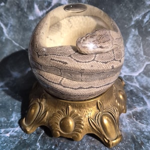 Pinstripe Ball Python in Globe on Vintage Stand