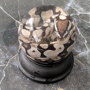 Baby Pastel Ball Python Wet Specimen in Globe with Acrylic Base