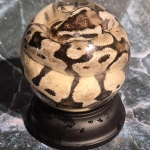 May include: A clear spherical glass paperweight containing a preserved ball python with cream and dark brown patterned scales. The sphere is mounted on a solid black circular pedestal base, creating a display piece that showcases the snake.