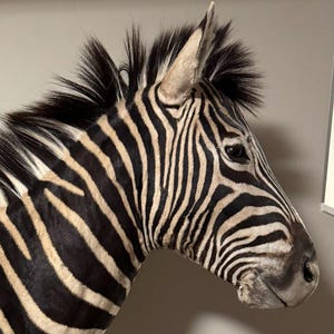Zebra Shoulder Mount | Ethically Harvested | Stunning Wall Decor | 2,200 + FREE SHIPPING