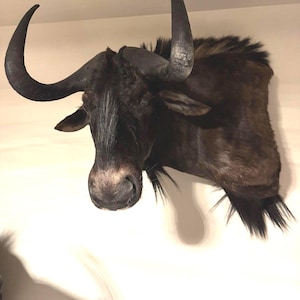 Rare African Eland Large Shoulder Mount | Ethically Harvested | Statement Wall Decor | 5,500 + FREE SHIPPING