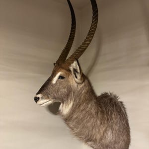 Afrykański Blesbok Barkowy | Etycznie Pozyskany | Uderzająca Dekoracja Ścienna | 950 + DARMOWA WYSYŁKA