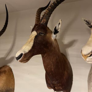 Afrykański biały blesbok na barkach | Etycznie pozyskiwany | Uderzająca dekoracja ścienna | 950 + DARMOWA WYSYŁKA